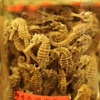 Экстракт морского конька